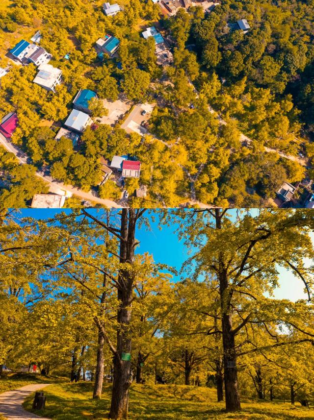 “中国银杏第一乡”迎来最佳观赏期！附近期实拍图→