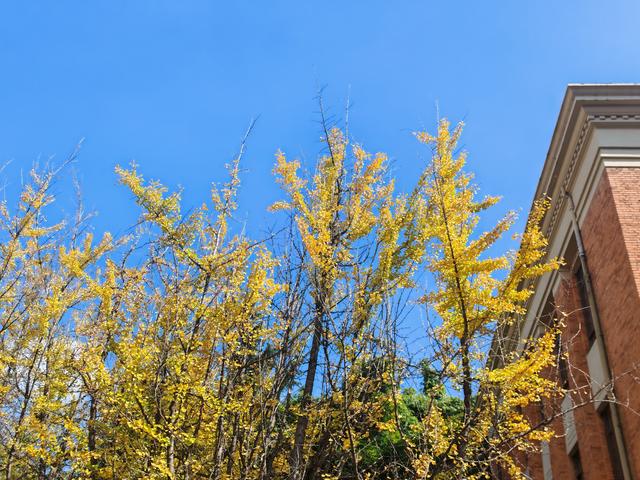 小雪初晴，到云南大学东陆校区寻一抹金黄