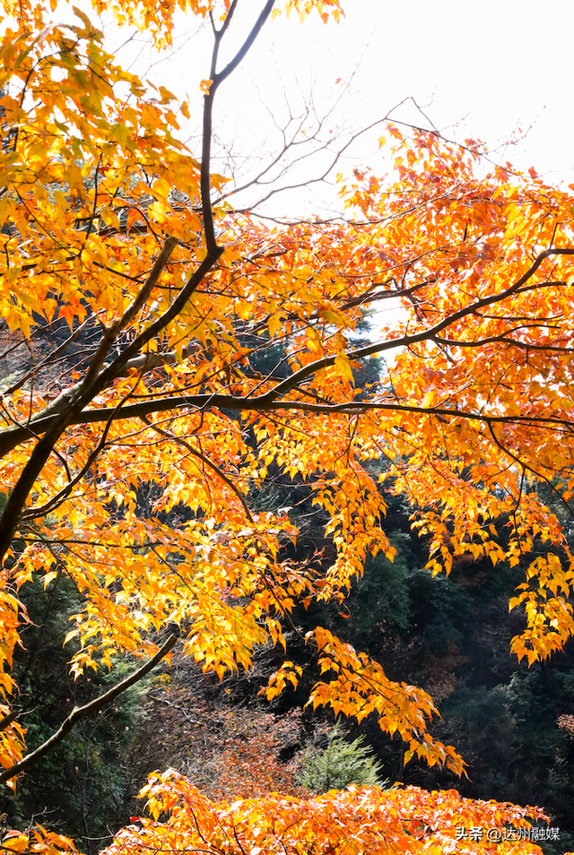 错过等一年！巴山大峡谷秋色刚开场，彩林已美成仙境！