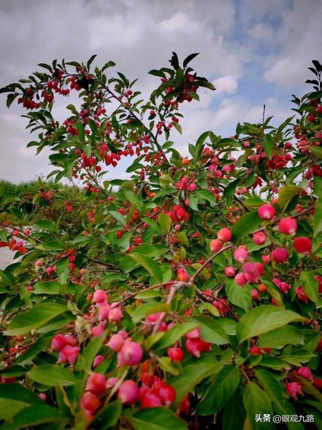 散文：西北游·最忆是甘州