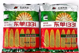 被誉为小钢炮—东单1331玉米种子都说好图片