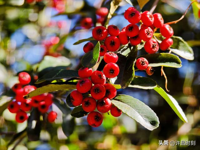 红了！红了！许昌初冬“限定美景”上线……