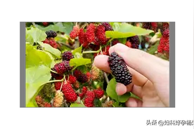 卵巢不好的人，立夏后多喝桑葚水，3种搭配，月经按时来！图片