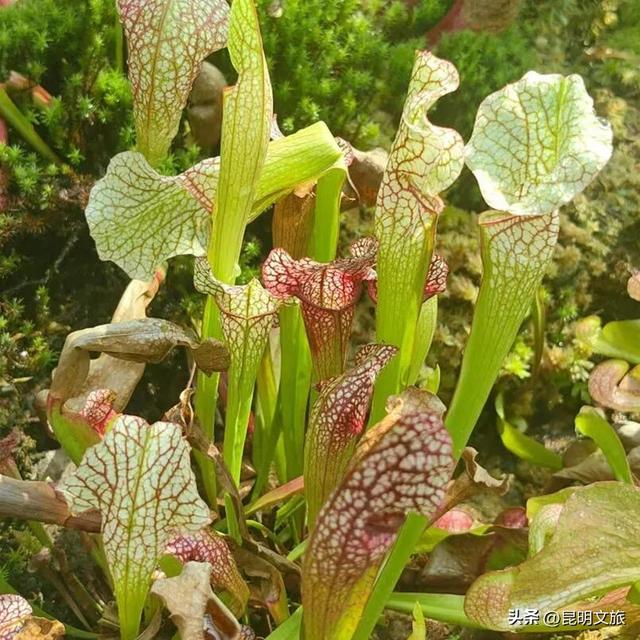 初冬出片C位！昆明这个地方必须榜上有名，周末抓紧冲~