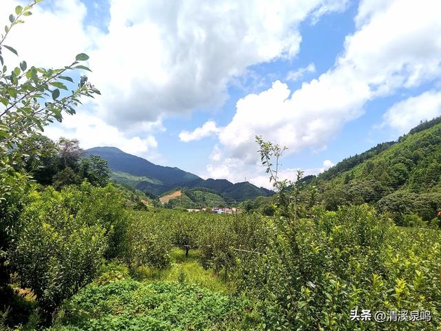 溪山环处的旧影与新绿共长——记柏树下村