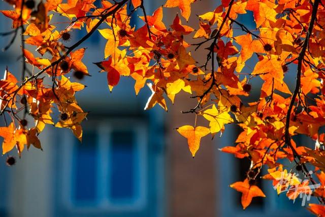 杭州最近美“枫”了，红枫和鸡爪槭还“傻傻分不清楚”？