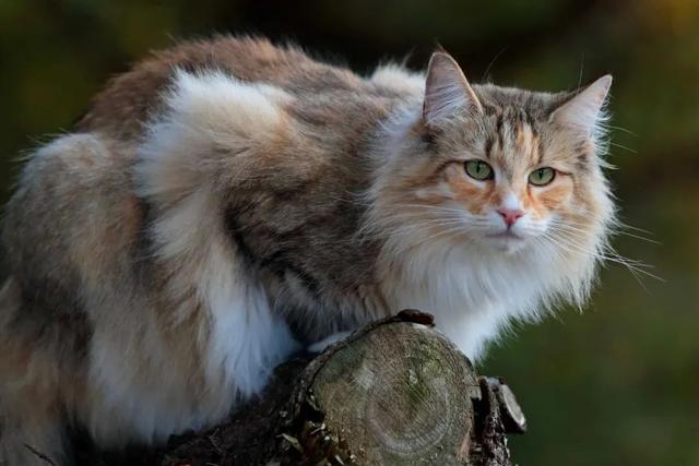 全世界100个宠物猫品种大赏！