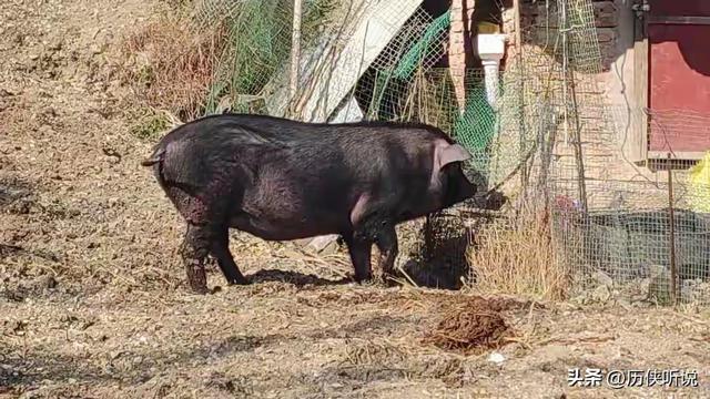 西方专家：中国往沙漠里放了10万头黑猪，竟把2万亩沙地变成绿洲