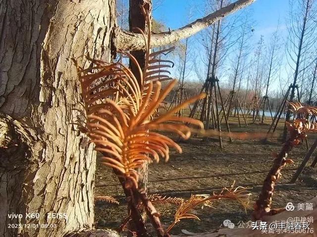 初冬北京朝阳坝河金盏淀：清寒里的静美画卷｜申艳娟