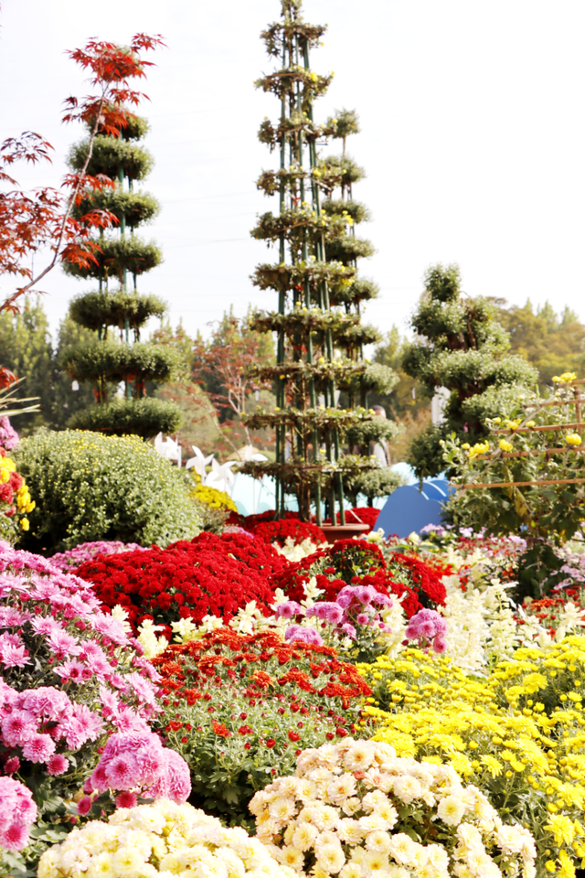 年度金秋盛宴来了，武汉城建集团邀您逛菊展、赏名菊、拍美照！