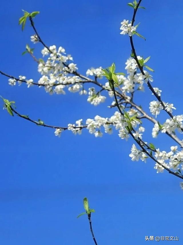 万亩齐绽放！文山这绝美景色错过等一年！