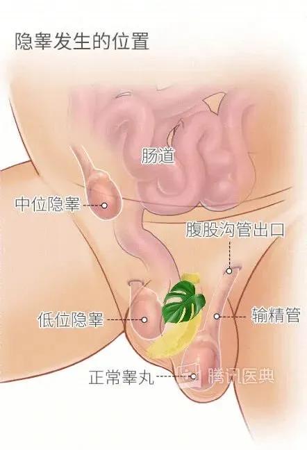 为什么男生的蛋蛋,摸摸更健康?(女生勿进)