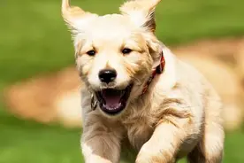 狗狗为什么突然满屋子“疯跑”？其实它是在给你信号图片