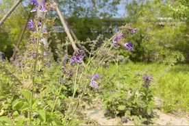 丹参丨大名鼎鼎的中草药，叶子有点儿像薄荷，花像薰衣草，美翻了图片
