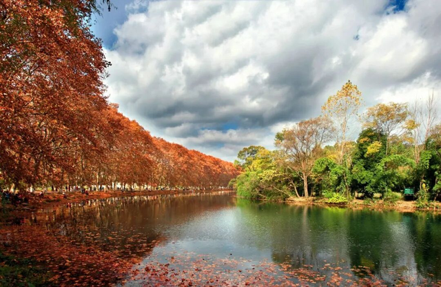 秋末冬初 | 漫步花溪黄金大道，坠入自然挥就的鎏金幻梦！