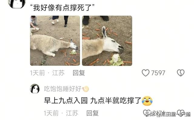 笑不活！国庆假期动物园的动物都吃yue了，网友:每逢佳节胖三斤