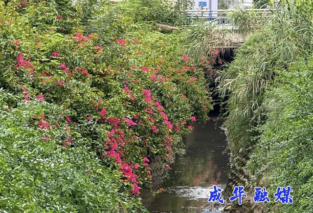 双店路，差点就把你划过去了！｜成华融媒