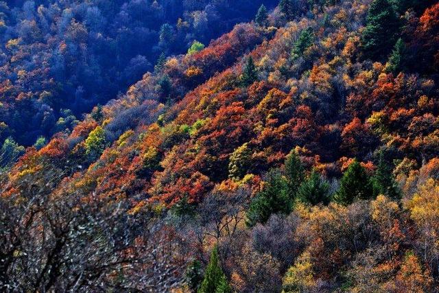 四川这个地方的初冬，是彩色的！