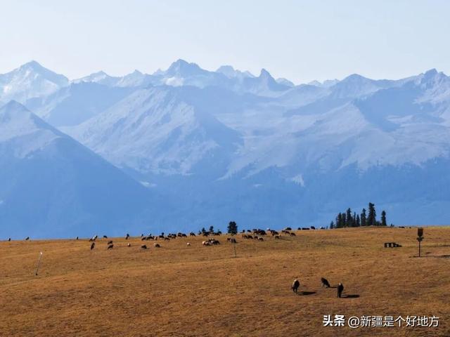 一文讲清，伊犁8个草原现在景色怎么样？