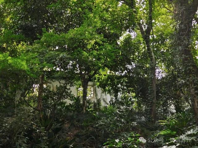千年鹤涧，苏州人的夏日纳凉秘境