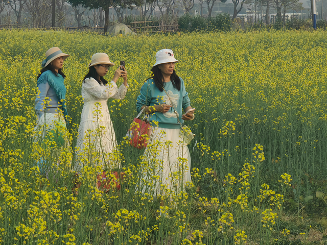 三水万亩油菜花海盛放，邀您共赴金色之约！