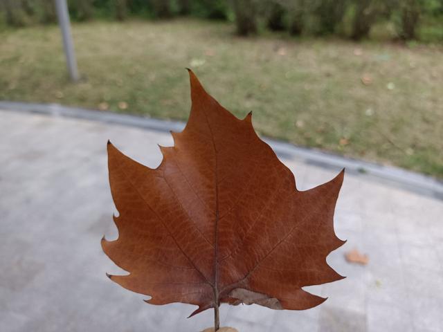 心若有梦不必远行