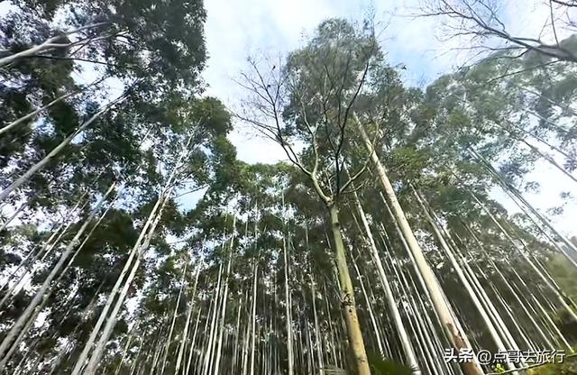 成都龙泉山冷门徒步路线，大片桉树林超美，不要门票，野趣十足！