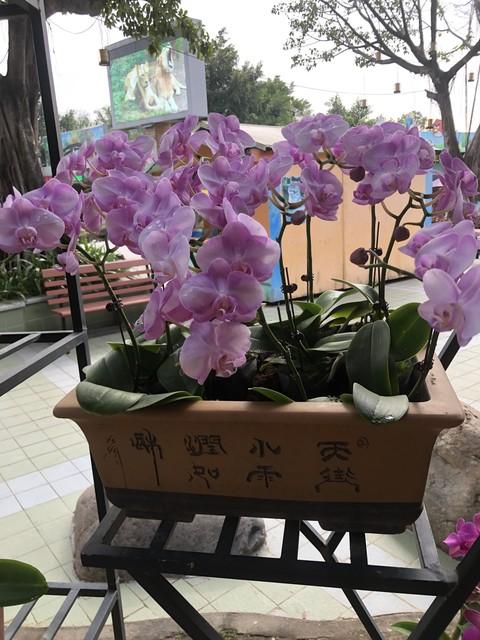 养兰花通常什么时候开花？