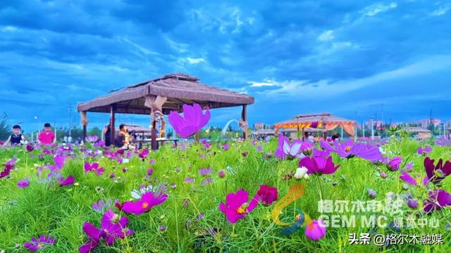 格桑花开映新区|格尔木市民邂逅"家门口的浪漫"
