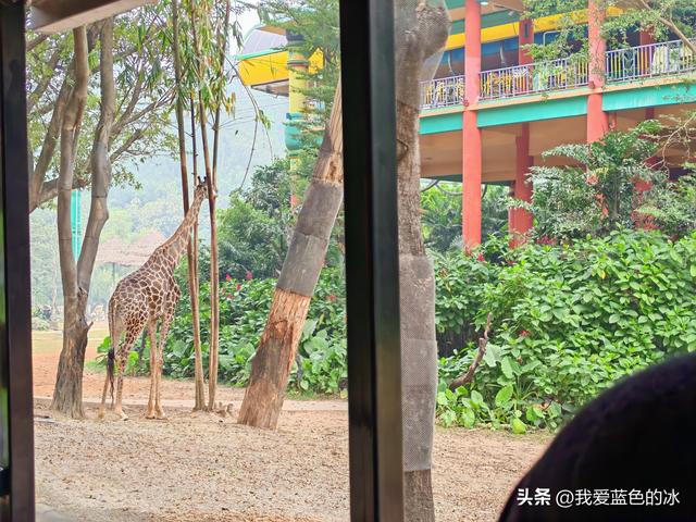 参观广州长隆野生动物园，全程感觉眼累手累腿不累