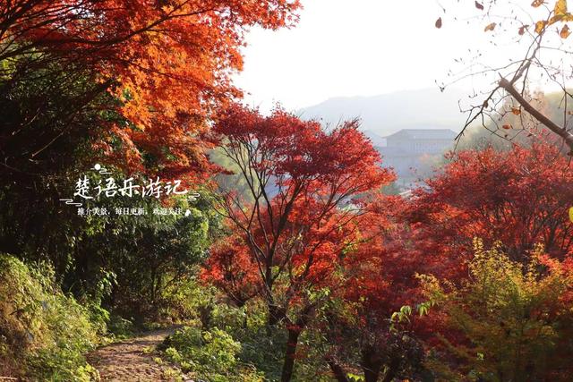 真是绝美！宁波这条山涧古道沿途尽是红枫，与古寺相映堪比诗画