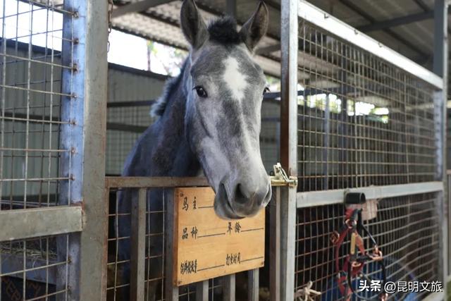 别再问昆明哪里能摘草莓了！收下这份采摘地图，直接抄作业→