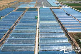 盐碱地变“致富地” 南美白对虾“鲜”味十足图片