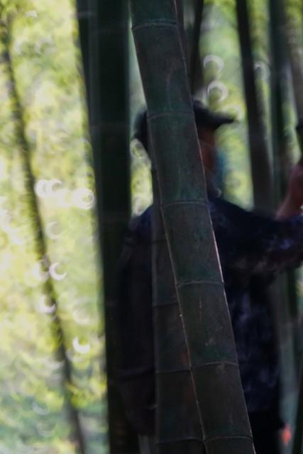 雾散竹青处 心向暖阳行