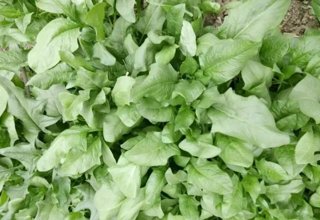 秋分种菠菜别瞎忙！记住“3时4步”，30天鲜嫩菠菜端上桌