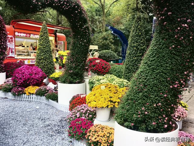 杭州植物园的菊花展——一场关于菊花的饕餮盛宴（一）