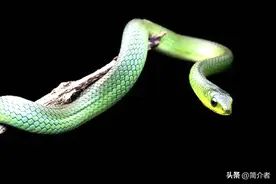 生肖属蛇的近现代人物简介（一）图片