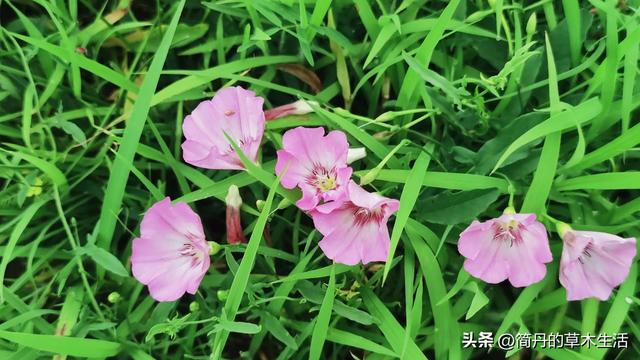 骑上我的小毛驴去遛弯