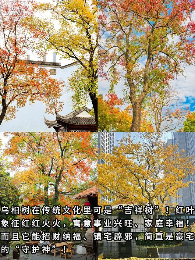 “富不富，院中树”树不是乱种的！院子种树记住三要四不要！