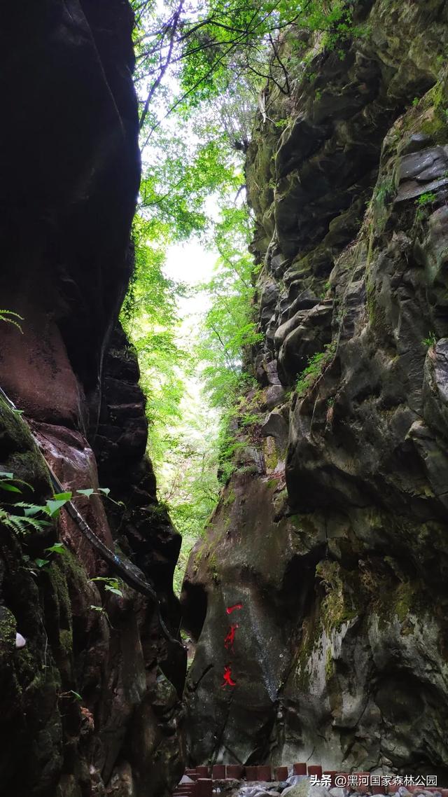 立减10℃!绿色天然避暑胜地,就在黑河国家森林公园→