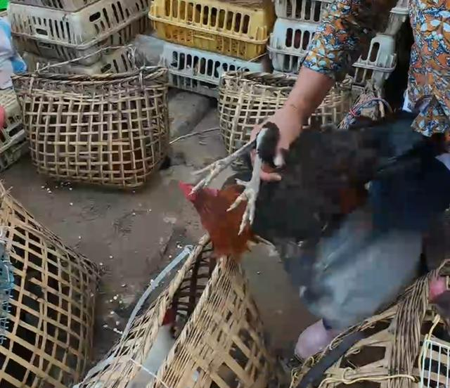 网红乡村代购致富快，代购土鸡成香饽，150元就能让你吃纯正土鸡