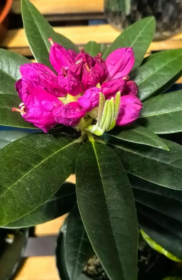 养花二十多年，吐槽好看难养、新手慎入的6大＂颜值杀手＂