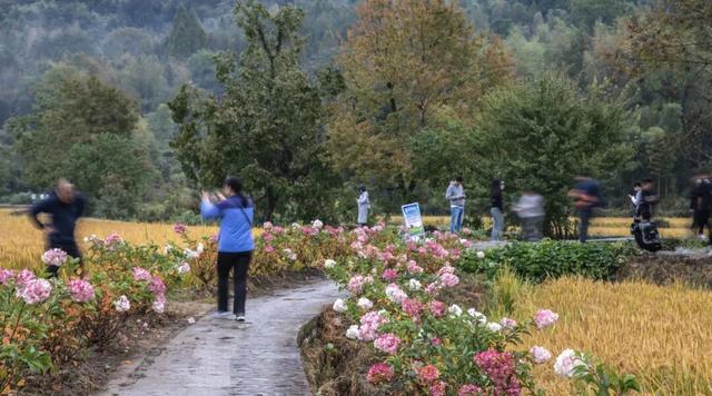 宏村稻浪翻涌时，绣球正盛开 | 皖美秋日