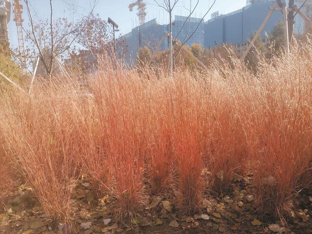 走进长春百草园 邂逅秋日秘境