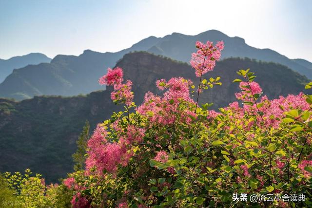黄栌，被称为“皇帝树”，是它撑起香山红叶的美，秋天的颜值担当