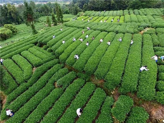 来瞅瞅→邛崃的这座千年古镇有多绝?