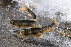 西藏羊湖鱼8亿多公斤泛滥，随手就能捞到，到底为何无人敢吃？图片