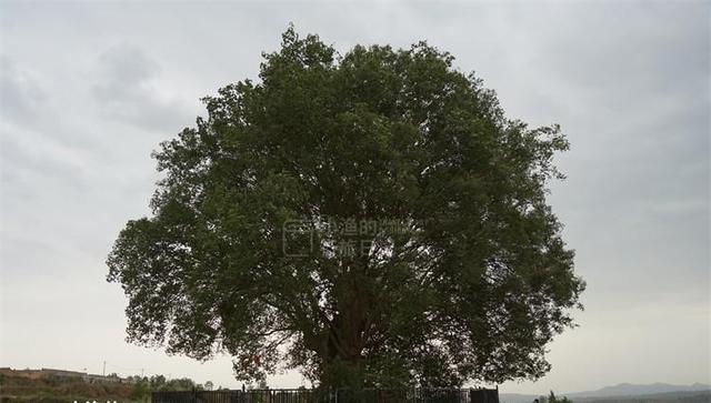 这才是5月陕西最值得去的小城！40万亩花海开爆，满城飘香！