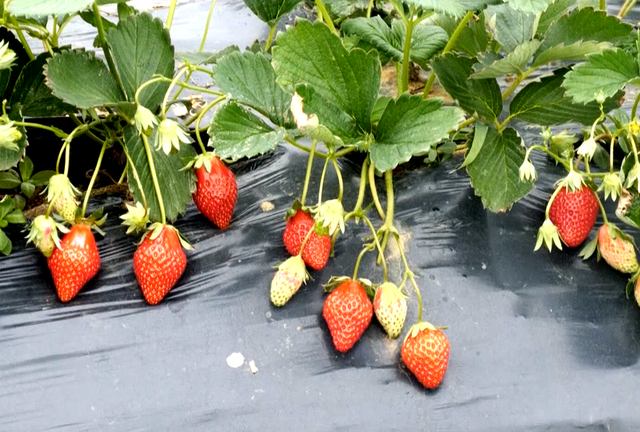 周末去哪？在安陆，实现“草莓自由”！