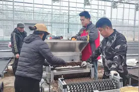 武乡下庄村：大棚育苗奏响春耕“椒”响曲图片